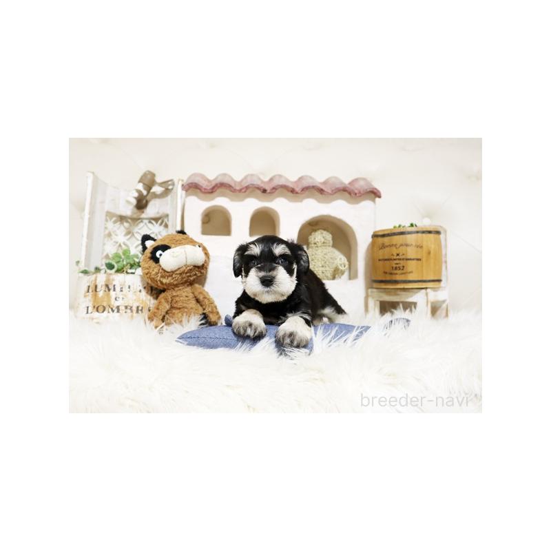 販売中の佐賀県のミニチュアシュナウザー-441502の3枚目