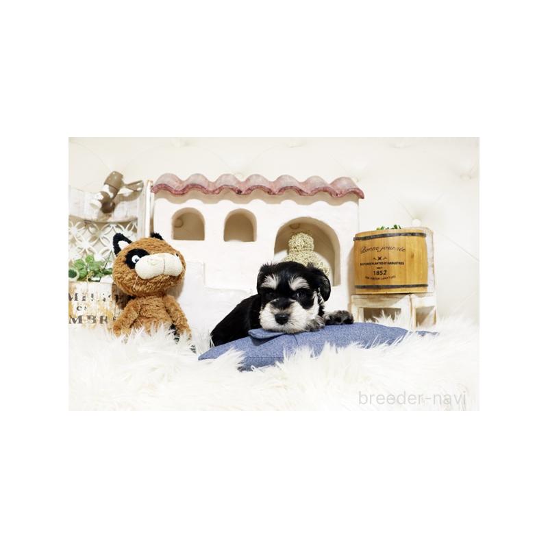 販売中の佐賀県のミニチュアシュナウザー-441502の2枚目