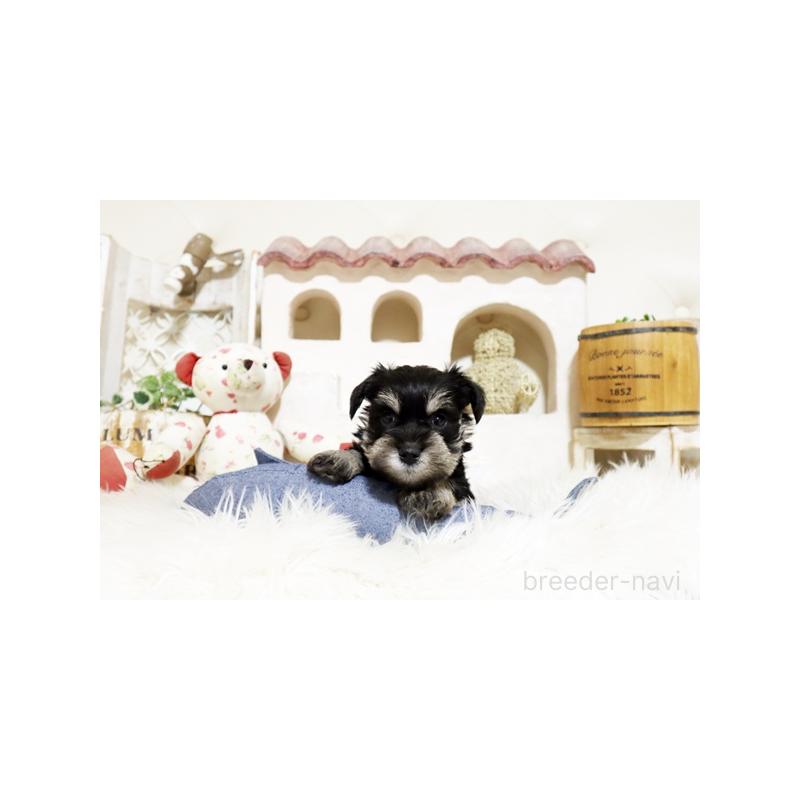 販売中の佐賀県のミニチュアシュナウザー-441504の5枚目