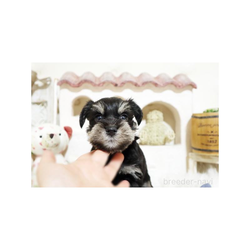 販売中の佐賀県のミニチュアシュナウザー-441504の2枚目