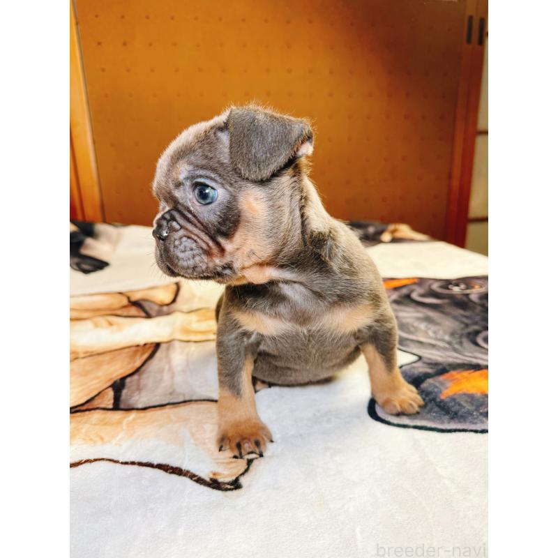 販売中の奈良県のフレンチブルドッグ-441512の14枚目