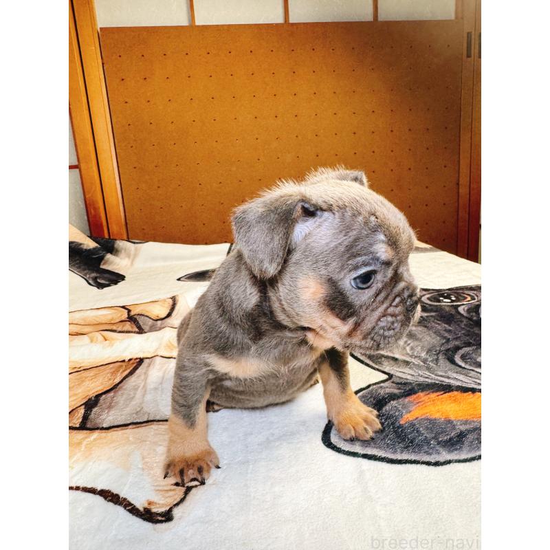 販売中の奈良県のフレンチブルドッグ-441512の13枚目