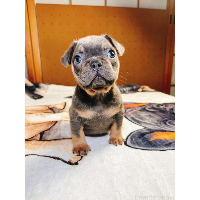 販売中の奈良県のフレンチブルドッグ-441512の12枚目