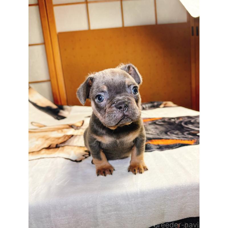 販売中の奈良県のフレンチブルドッグ-441512の11枚目
