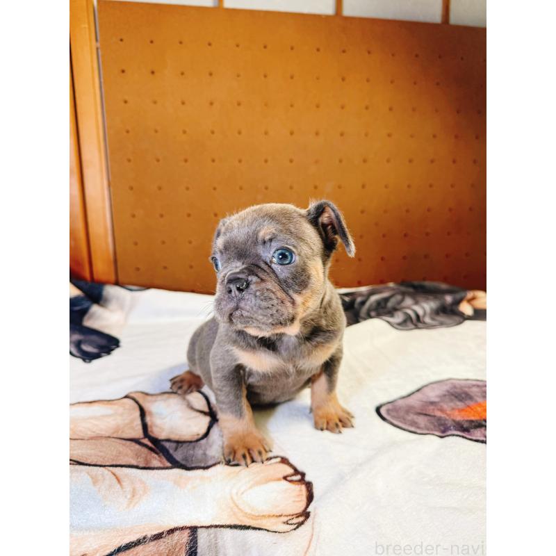 販売中の奈良県のフレンチブルドッグ-441512の10枚目