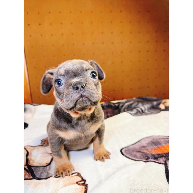 販売中の奈良県のフレンチブルドッグ-441512の9枚目