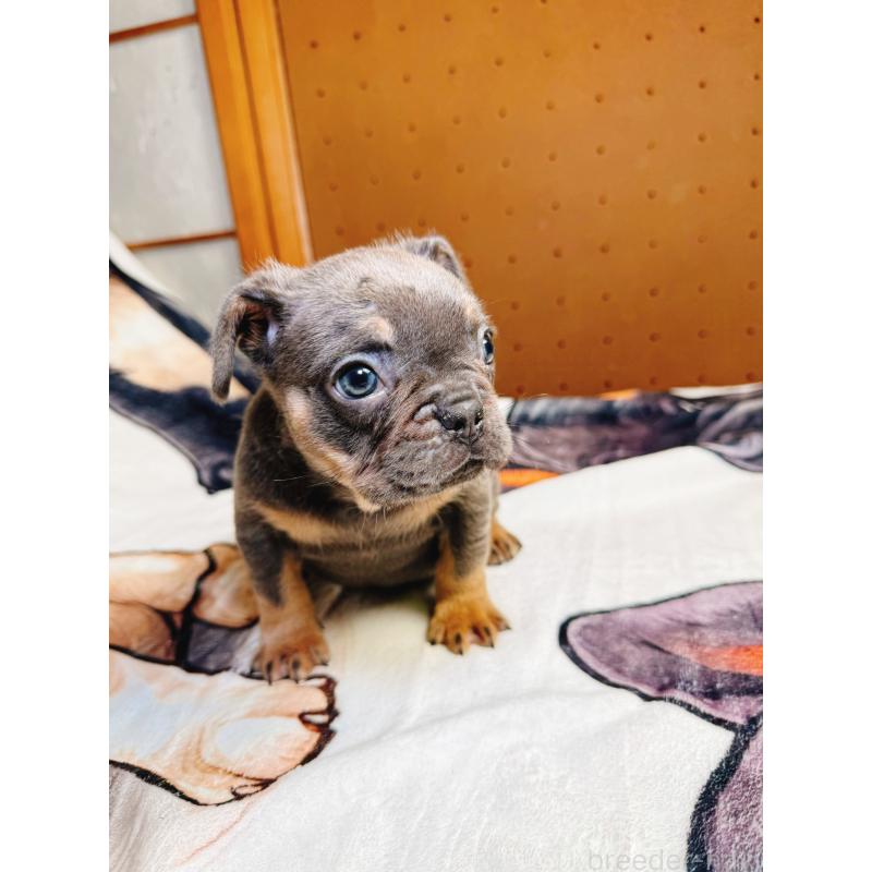 販売中の奈良県のフレンチブルドッグ-441512の7枚目