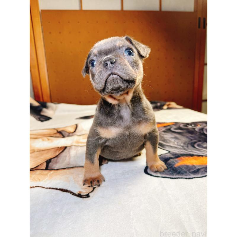 販売中の奈良県のフレンチブルドッグ-441512の6枚目