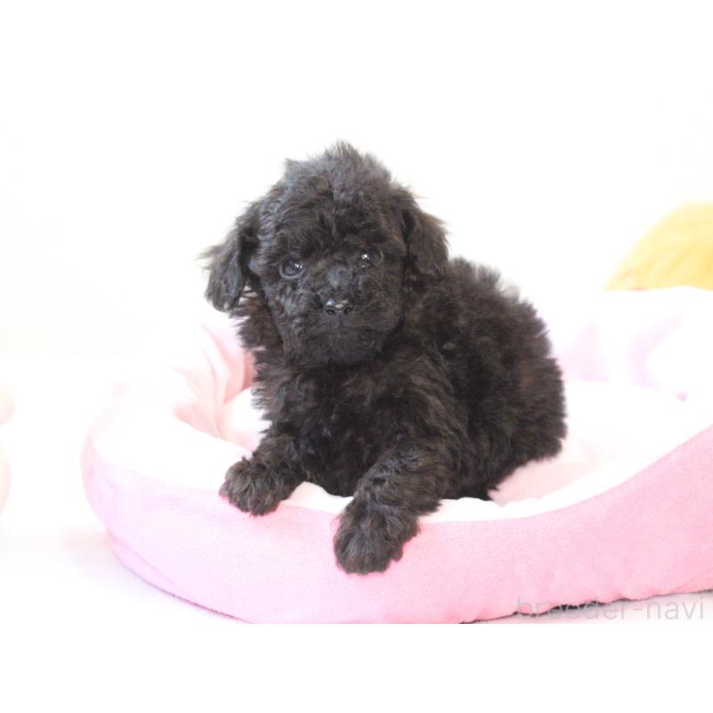 販売中の兵庫県のタイニープードル-441509の8枚目