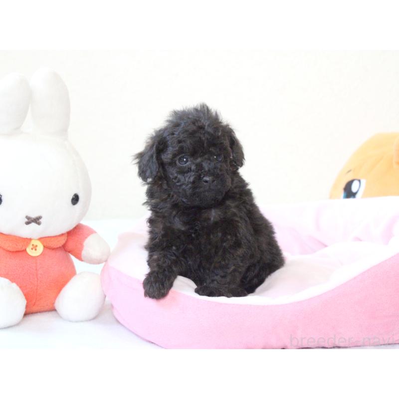 販売中の兵庫県のタイニープードル-441509の7枚目