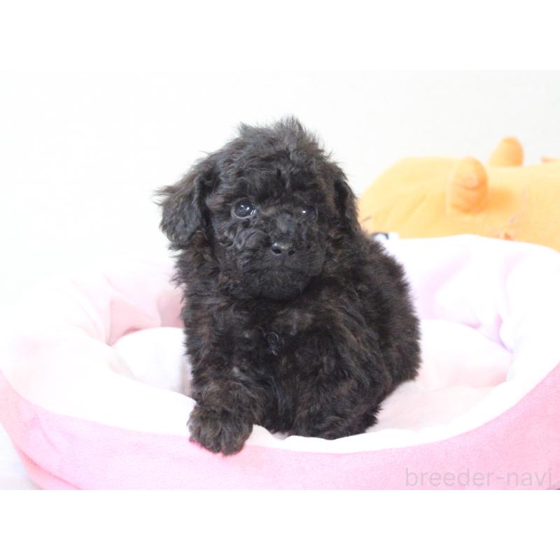 販売中の兵庫県のタイニープードル-441509の6枚目