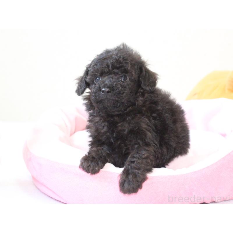 販売中の兵庫県のタイニープードル-441509の5枚目