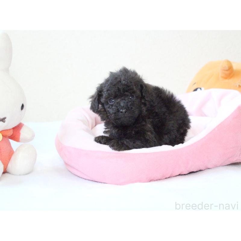 販売中の兵庫県のタイニープードル-441509の4枚目