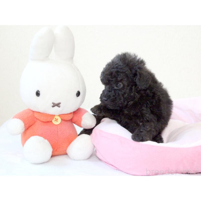 販売中の兵庫県のタイニープードル-441509の3枚目