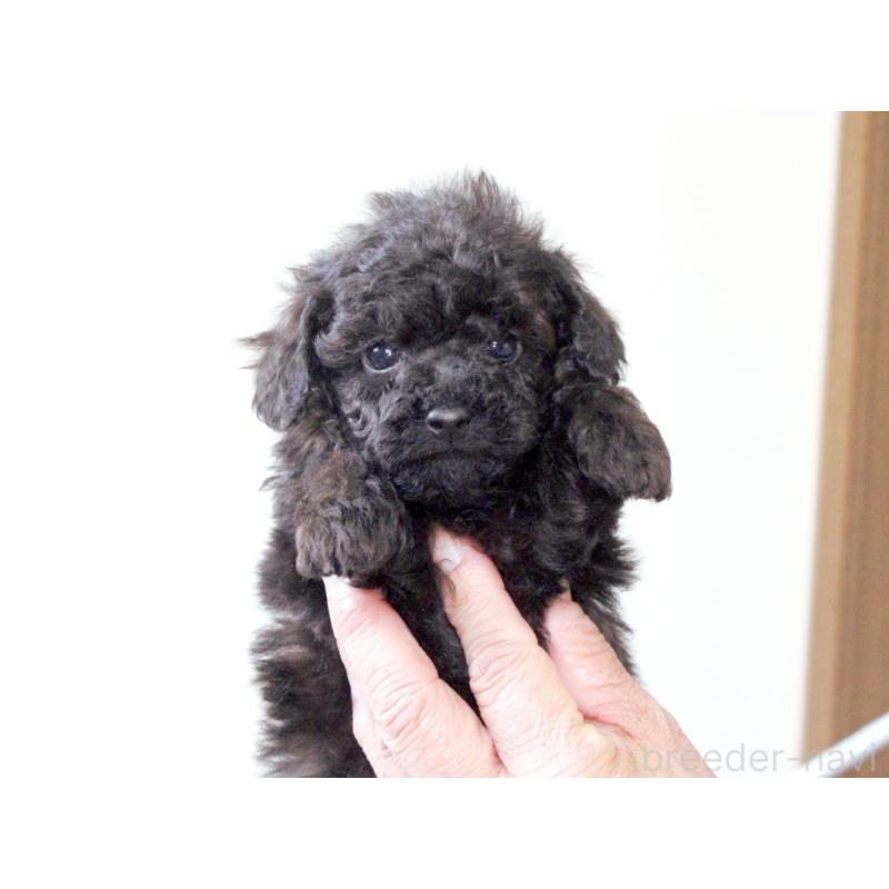 販売中の兵庫県のタイニープードル-441509の2枚目