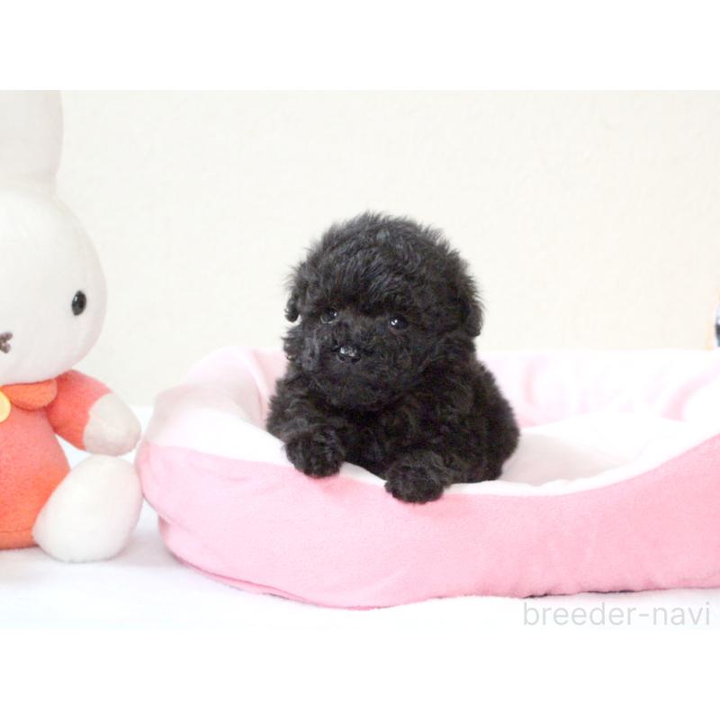 販売中の兵庫県のタイニープードル-441510の8枚目