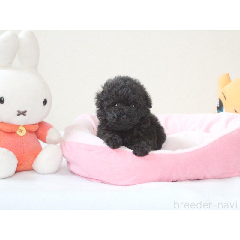 販売中の兵庫県のタイニープードル-441510の7枚目
