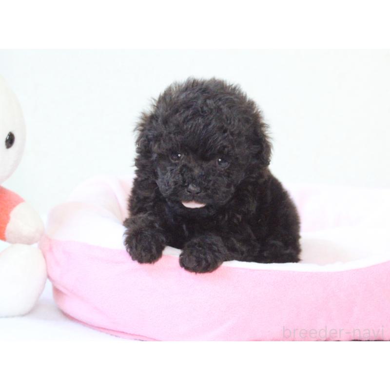 販売中の兵庫県のタイニープードル-441510の6枚目