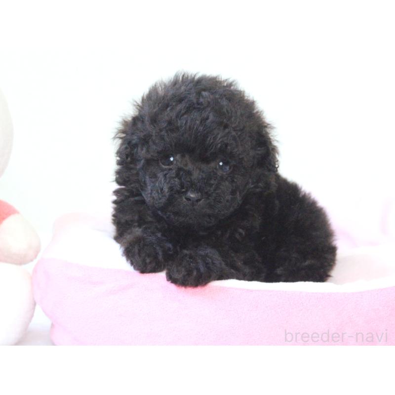 販売中の兵庫県のタイニープードル-441510の5枚目