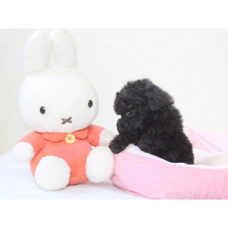 販売中の兵庫県のタイニープードル-441510の3枚目