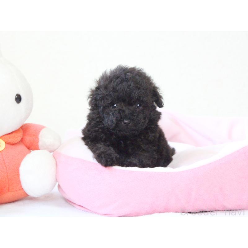 販売中の兵庫県のタイニープードル-441510の2枚目