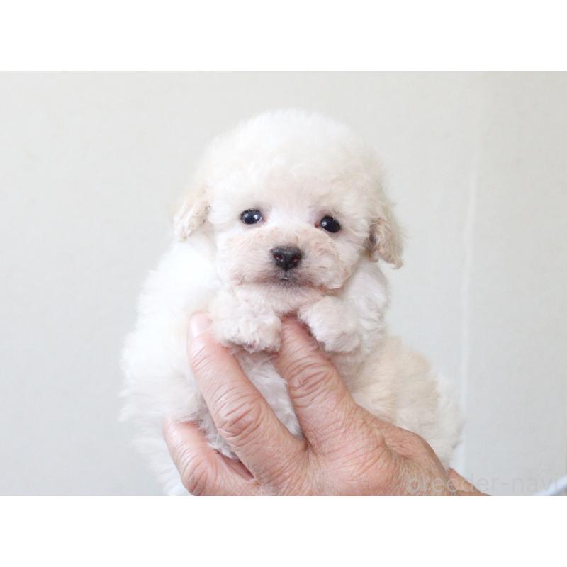 販売中の兵庫県のタイニープードル-441511の8枚目