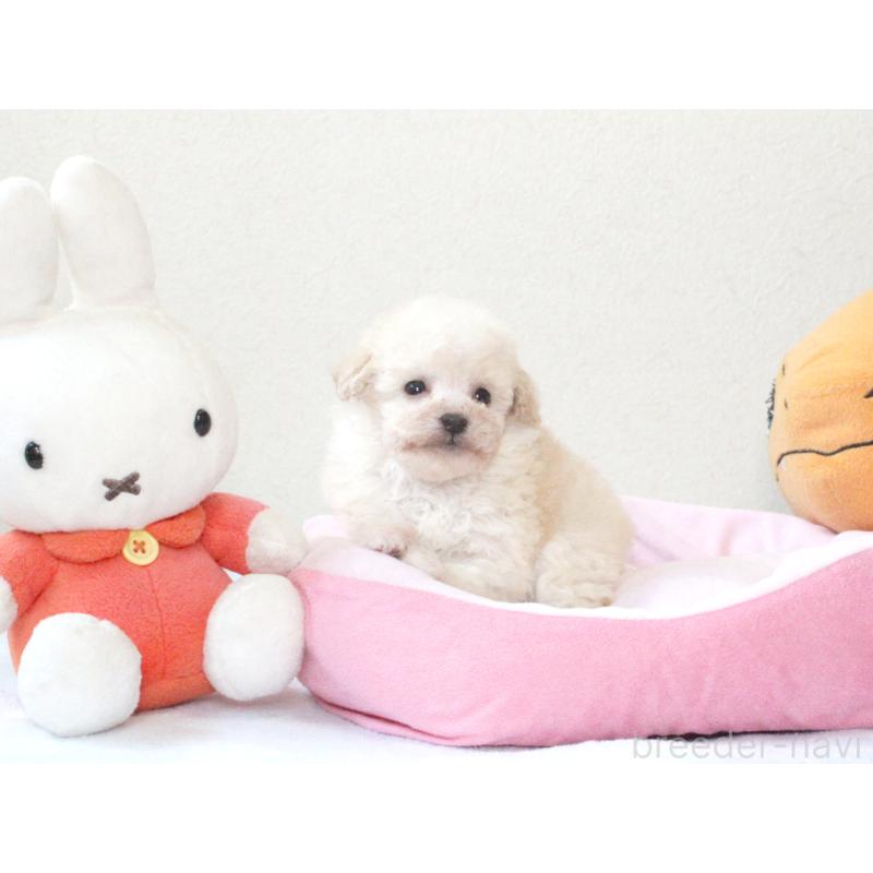 販売中の兵庫県のタイニープードル-441511の7枚目