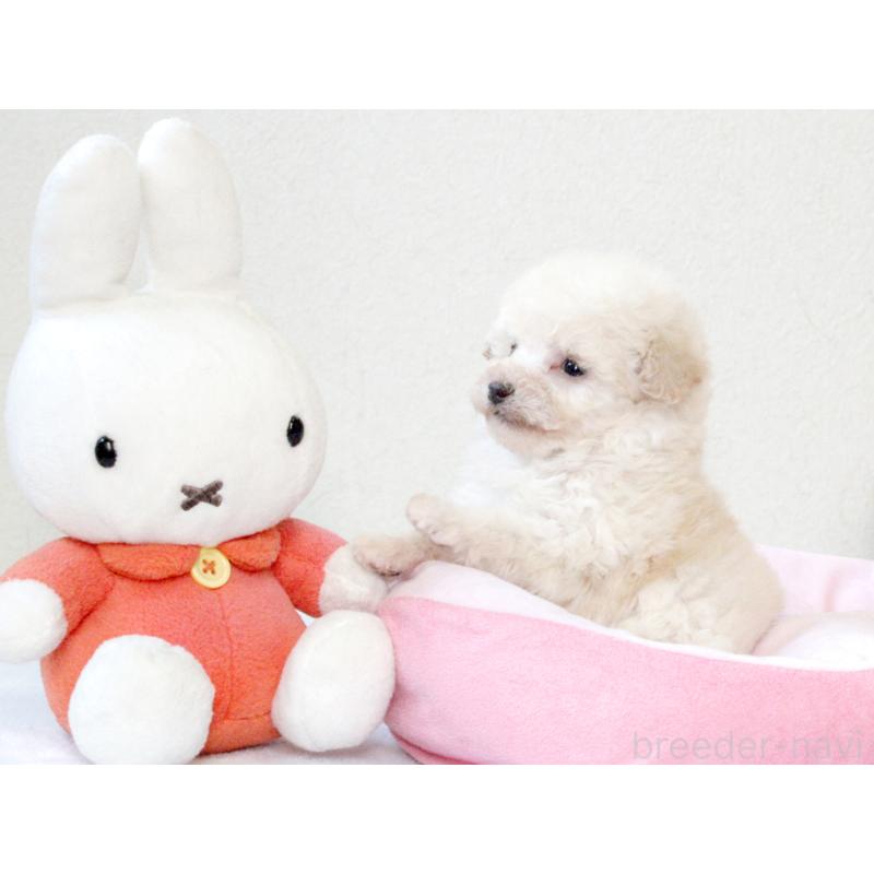 販売中の兵庫県のタイニープードル-441511の6枚目