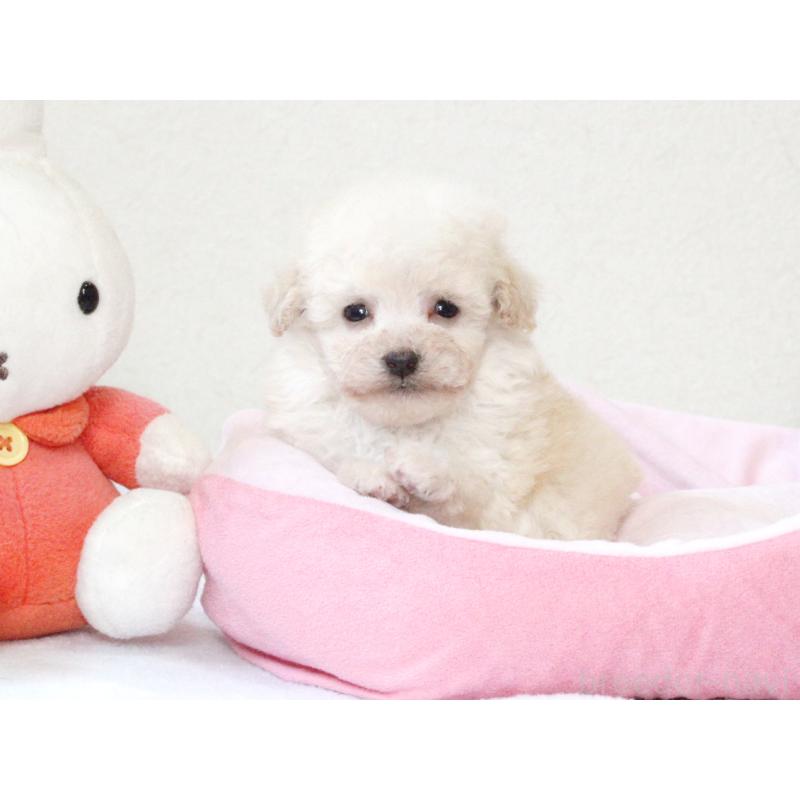 販売中の兵庫県のタイニープードル-441511の5枚目