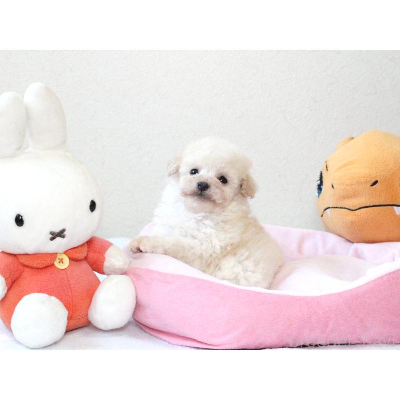 販売中の兵庫県のタイニープードル-441511の4枚目