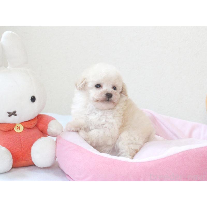 販売中の兵庫県のタイニープードル-441511の3枚目