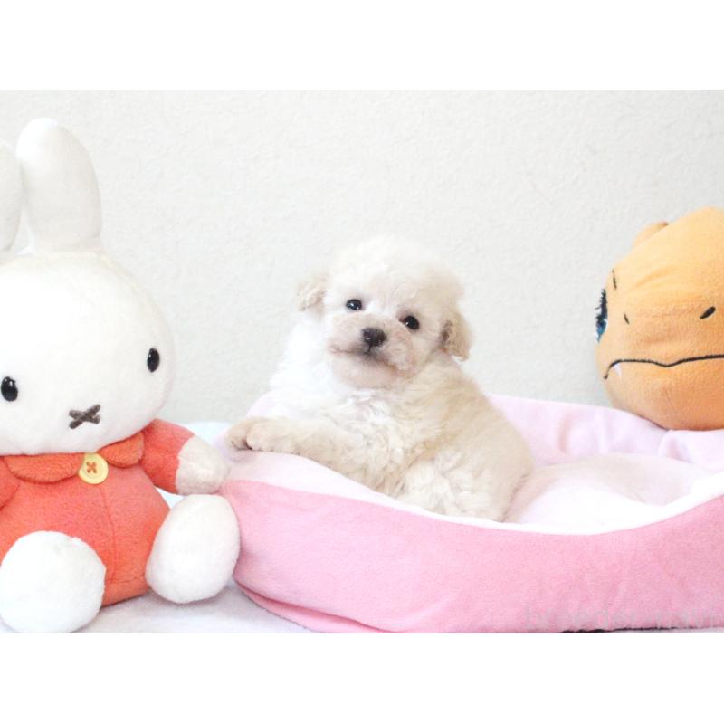 販売中の兵庫県のタイニープードル-441511の2枚目