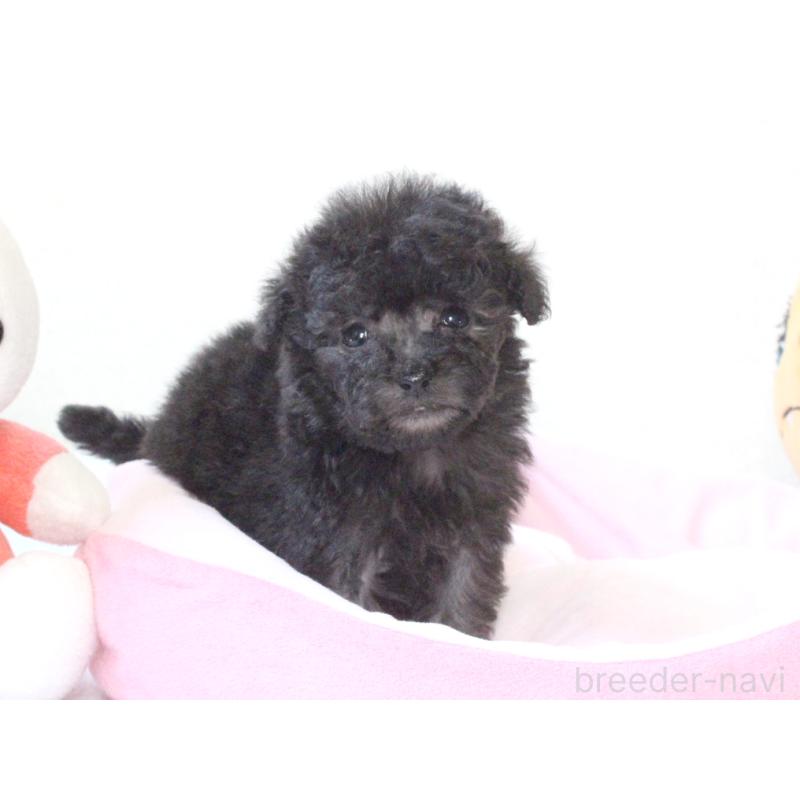 販売中の兵庫県のタイニープードル-441514の8枚目