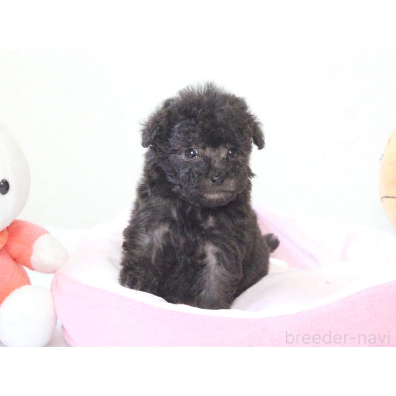 販売中の兵庫県のタイニープードル-441514の7枚目