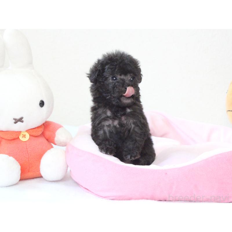 販売中の兵庫県のタイニープードル-441514の6枚目