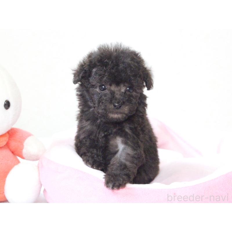 販売中の兵庫県のタイニープードル-441514の4枚目