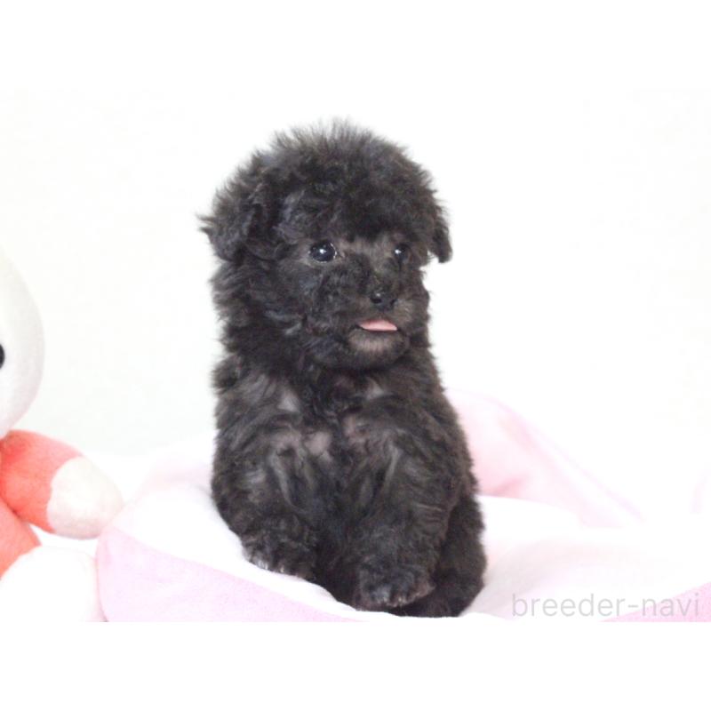 販売中の兵庫県のタイニープードル-441514の3枚目