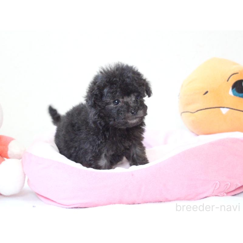 販売中の兵庫県のタイニープードル-441514の2枚目