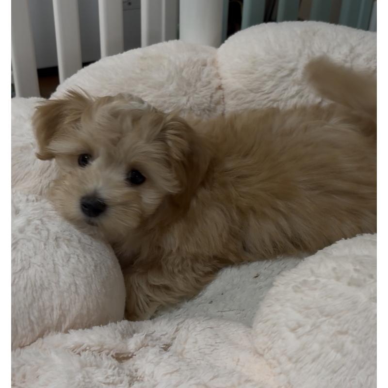 成約済の熊本県のミックス犬-425309の9枚目