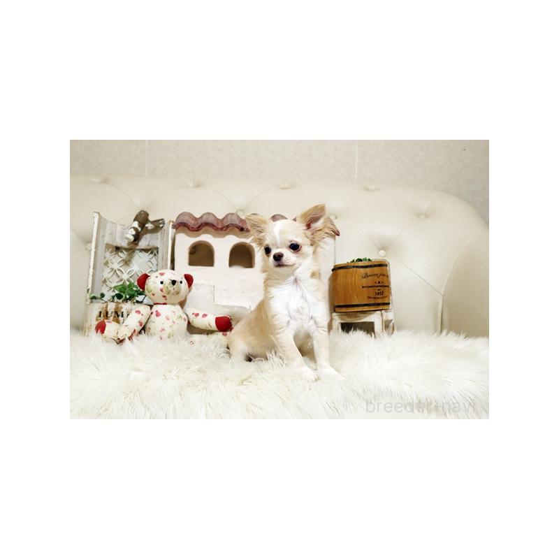 販売中の佐賀県のチワワ(ロングコート)-441515の5枚目