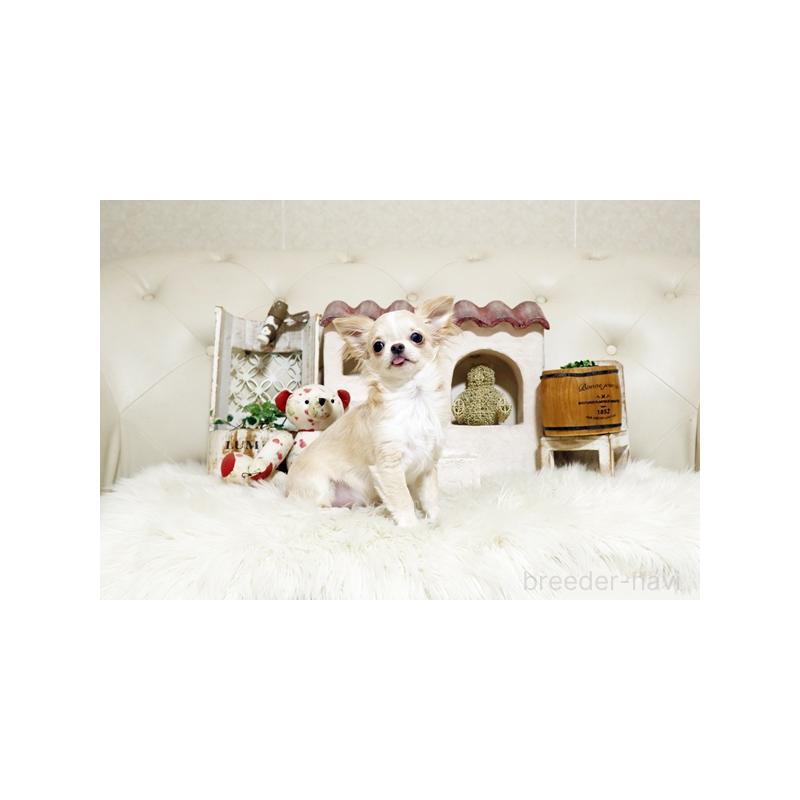 販売中の佐賀県のチワワ(ロングコート)-441515の4枚目