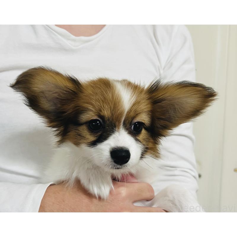 成約済の埼玉県のパピヨン-429638の16枚目