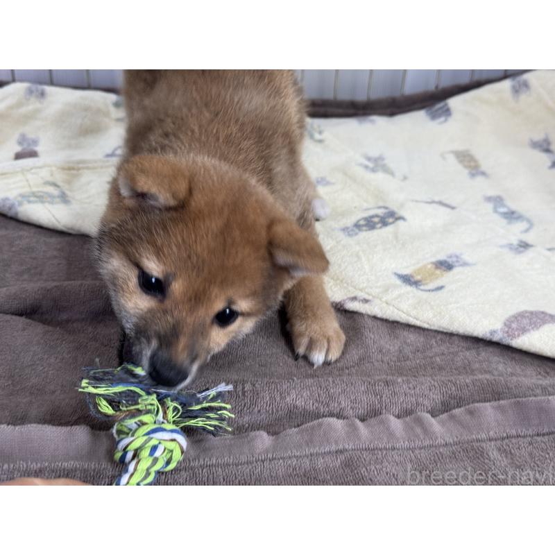 成約済の岡山県の豆柴-428990の4枚目