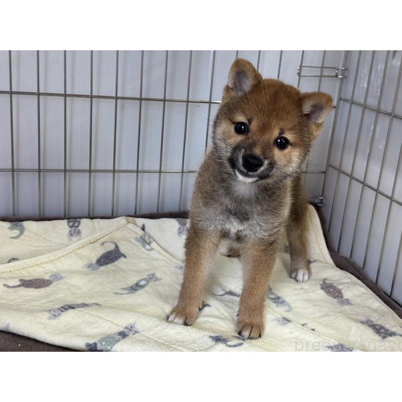 成約済の岡山県の豆柴-428990の3枚目