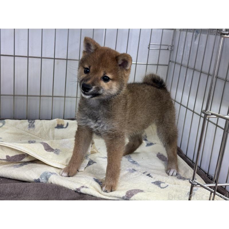 成約済の岡山県の豆柴-428990の2枚目