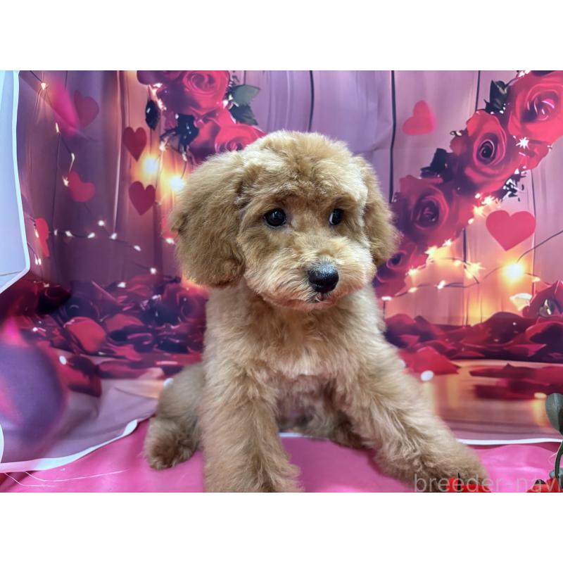 販売中の栃木県のトイプードル-423583の9枚目