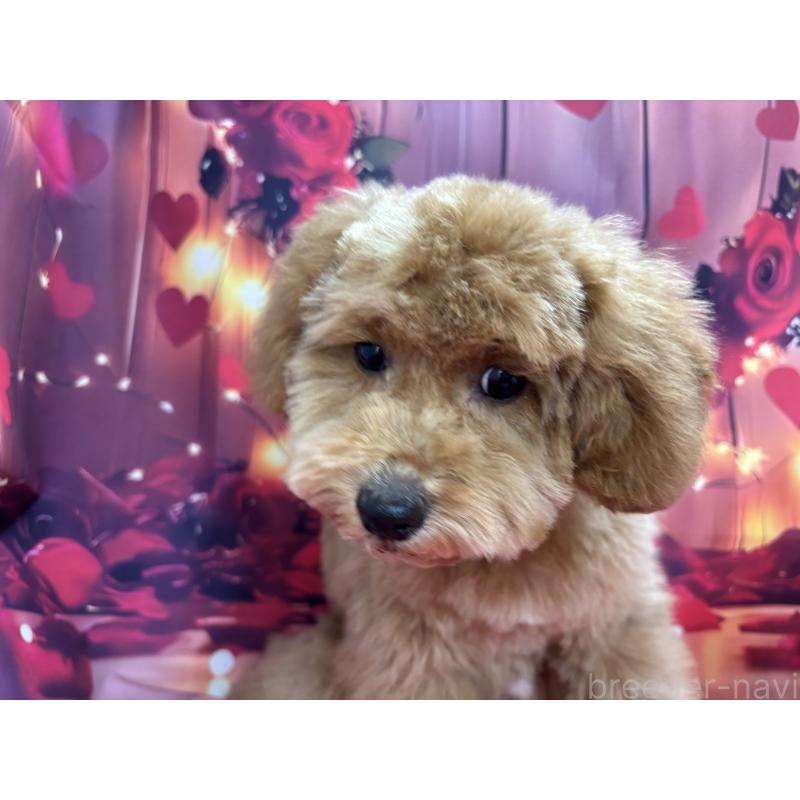 販売中の栃木県のトイプードル-423583の8枚目