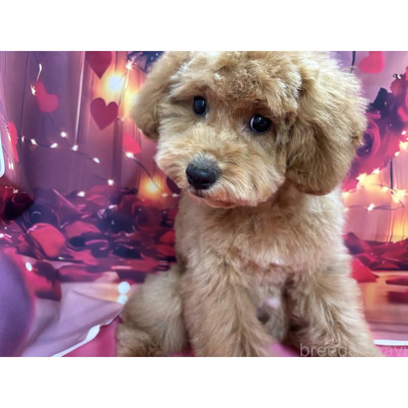 販売中の栃木県のトイプードル-423583の7枚目