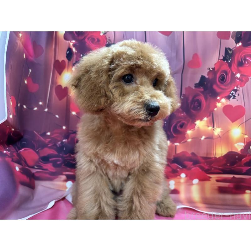 販売中の栃木県のトイプードル-423583の6枚目