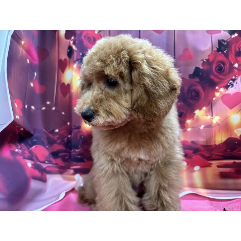 販売中の栃木県のトイプードル-423583の5枚目